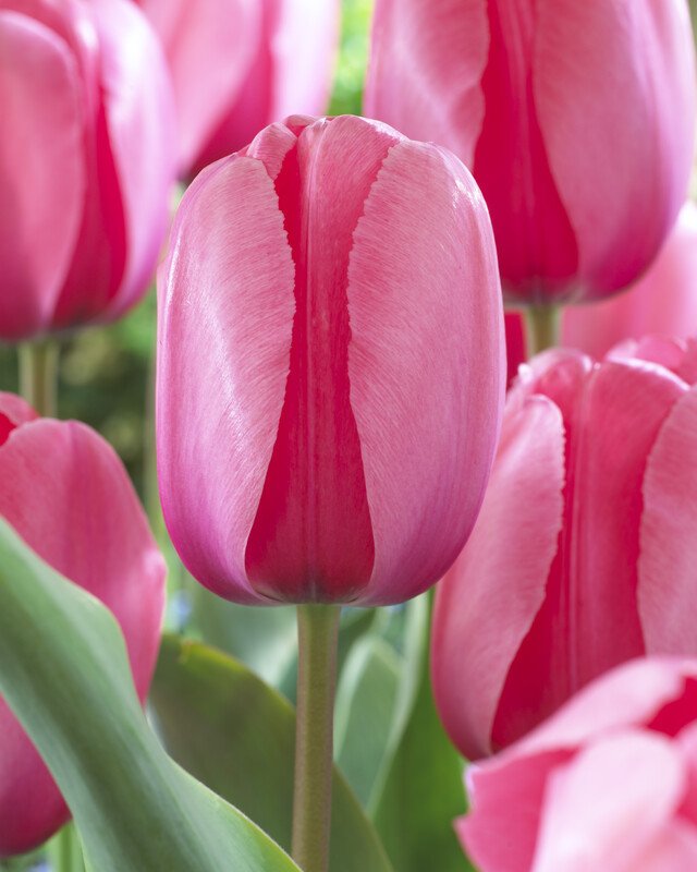 Pink Impression Rose Pink Tulip Bulbs (25 Pack) | Premium Dutch